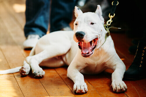 Dogo argentino, uma raça peculiar