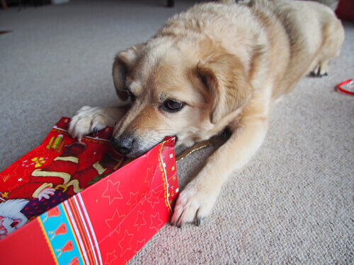 Sintomas de envenenamento em cão