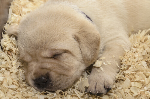 Saiba o que é o período neonatal no filhote