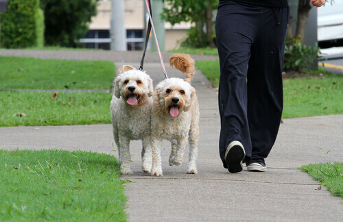 Cachorros passeando