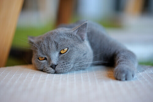 Sinais que evidenciam problemas de saúde nos gatos