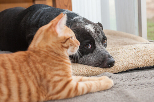 Os gatos vivem mais que os cachorros por serem mais independentes