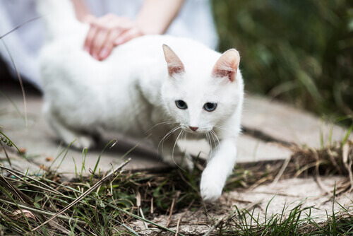 Gatinho branco