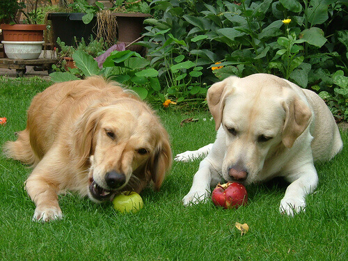 Cães comendo maçã