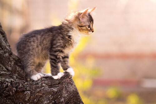 Gatos também nos protegem
