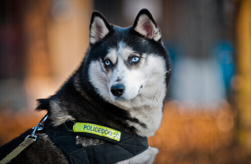 Cão policial husky siberiano