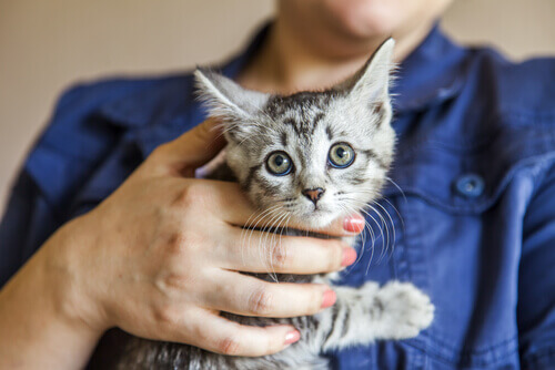 A motorista que salvou a vida de um gatinho