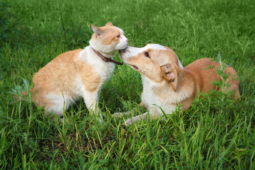 Cão e gato se cheirando