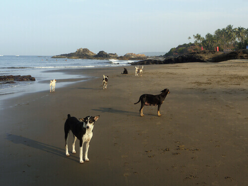 Você sabia que existe a Praia do Cachorro no Brasil?