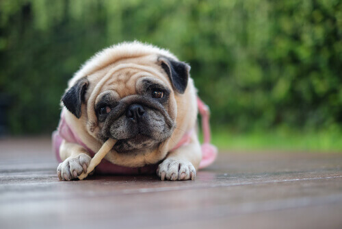 Pug comendo barrinhas dentais