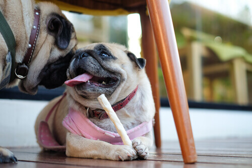 Como preparar barrinhas dentais para o seu cão