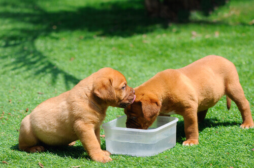 As 10 raças de cães que mais comem