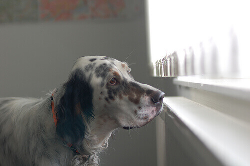 Características do Setter inglês