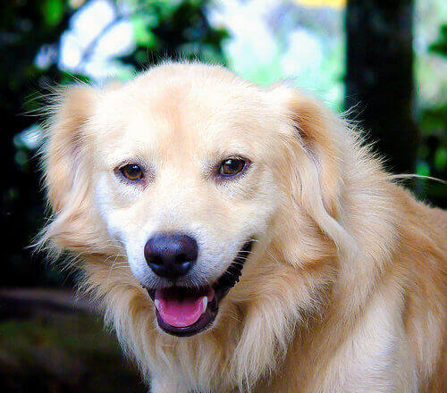 sorriso-cão