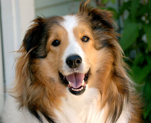 sorriso_nos_cães Os cães sabem rir