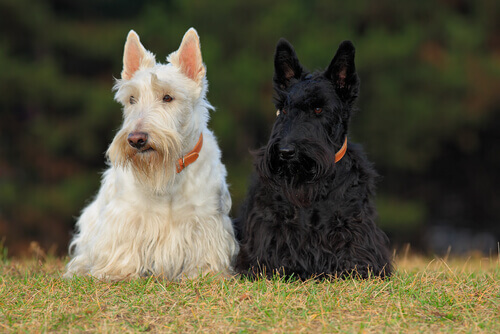 Terriers: cães muito divertidos