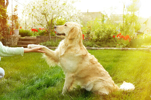 3 truques que podem salvar a vida do seu cachorro