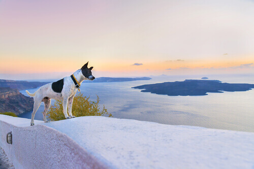 O turismo selvagem afeta até 500 mil animais por ano