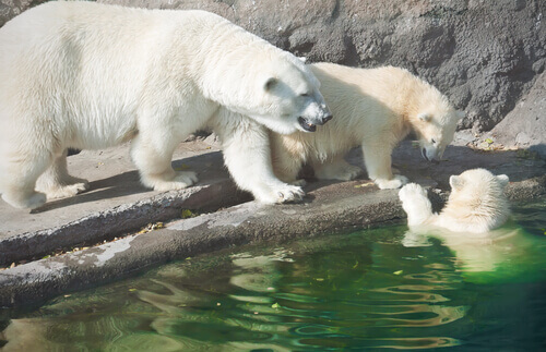 Os ursos polares e o aquecimento global
