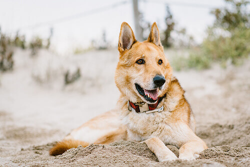 A surpreendente história de Arthur, o cão atleta e sua equipe