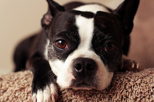 Sintomas de uma reação alérgica em cães