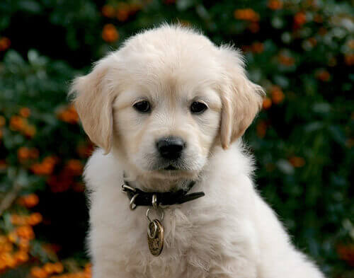 O que você precisa saber ao ter um novo filhote