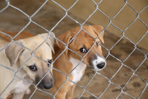 A dura realidade dos cachorros na Tailândia