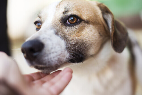 Uso de óleos em animais
