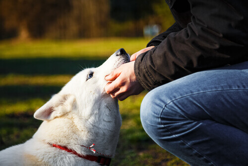 4 coisas que os cães detestam em seus donos
