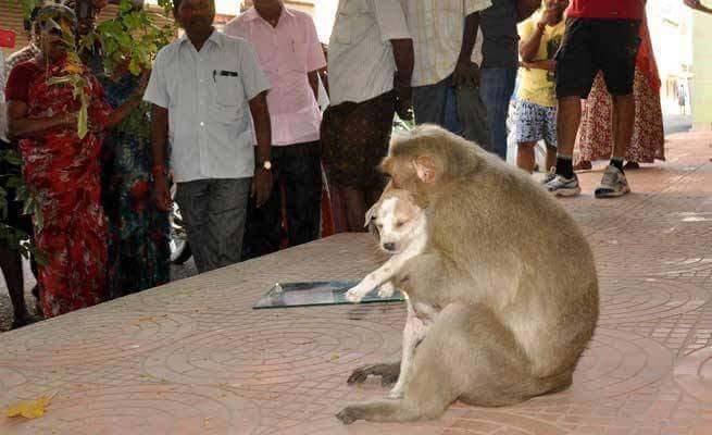 Macaco adota cãozinho