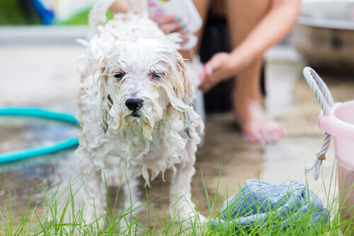 Erros que fazem nossos cães odiarem tomar banho