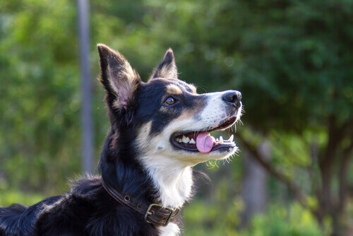 O seu cão imita os outros