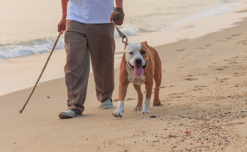 Os cães são inteligentes, mais do que pensamos