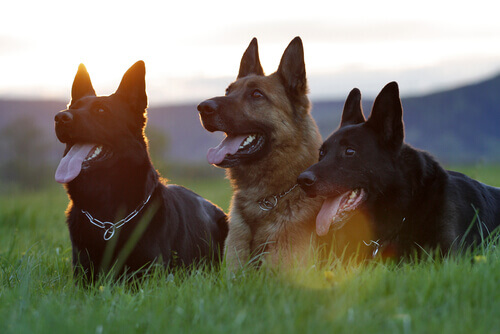 5 comportamentos dos cães que tentam atacar