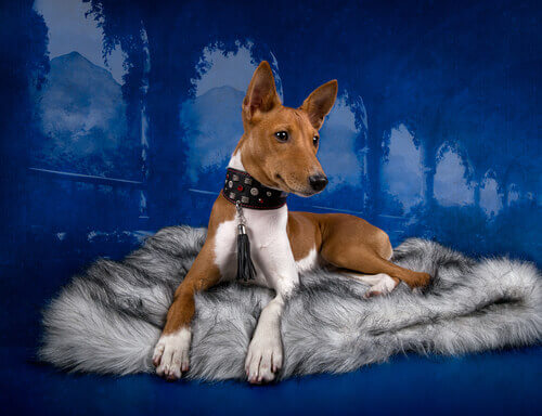 Os cães e a televisão