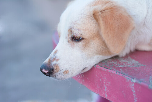 Madri não sacrificará os animais abandonados