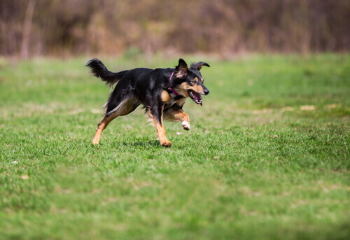 Por que os cães fogem?