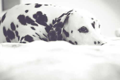 5 segredos que seu cão nunca te dirá sobre sua saúde