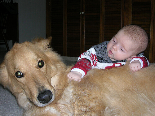 Um cão salva a vida de uma bebê abandonada