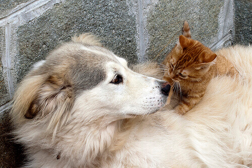 Seu pet precisa de terapia?