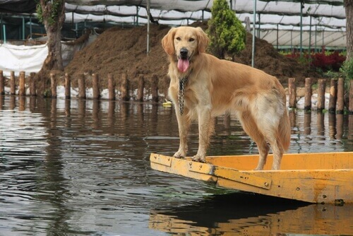 Cadela salva seus filhotes em uma inundação