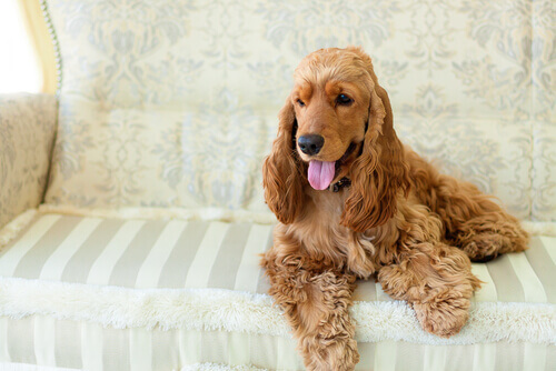 Gravidez canina: minha cadela vai ser mamãe