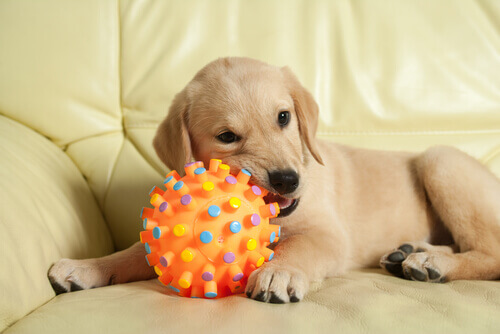 Os cães preferem brinquedos novos