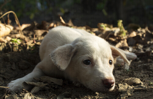 Um cão deprimido pode cometer suicídio
