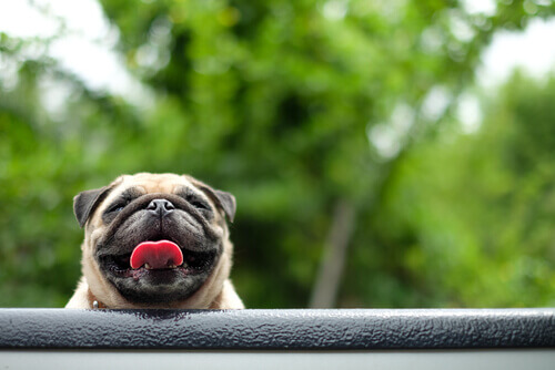 5 comportamentos humanos que os cães não entendem