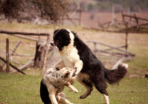 Cachorros brigando