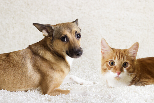 O que é etologia animal?