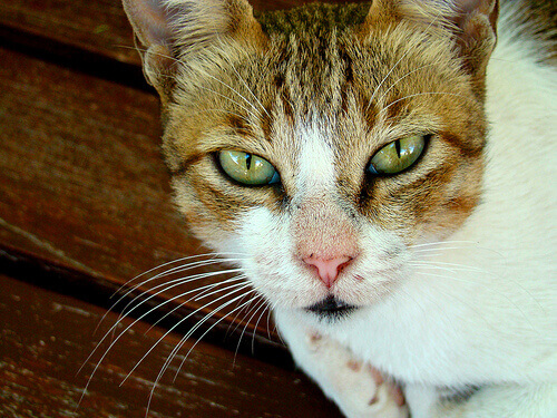 Como ajudar um gato em luto
