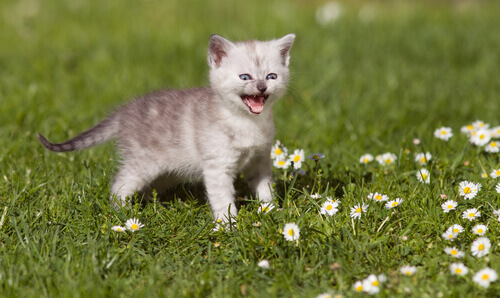 Como fazer para o gato não miar em excesso