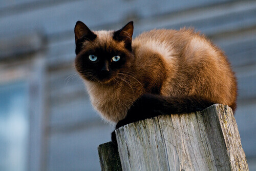 Cidade da Rússia quer gato como prefeito